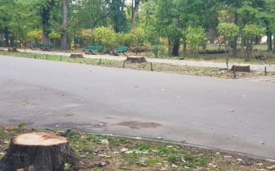 Bucureștenii decid viitorul Parcului Herăstrău: Sondaj după restaurare