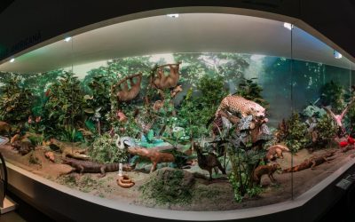 Antipa: Expoziția permanentă, gratuită în Noaptea Muzeelor, la București