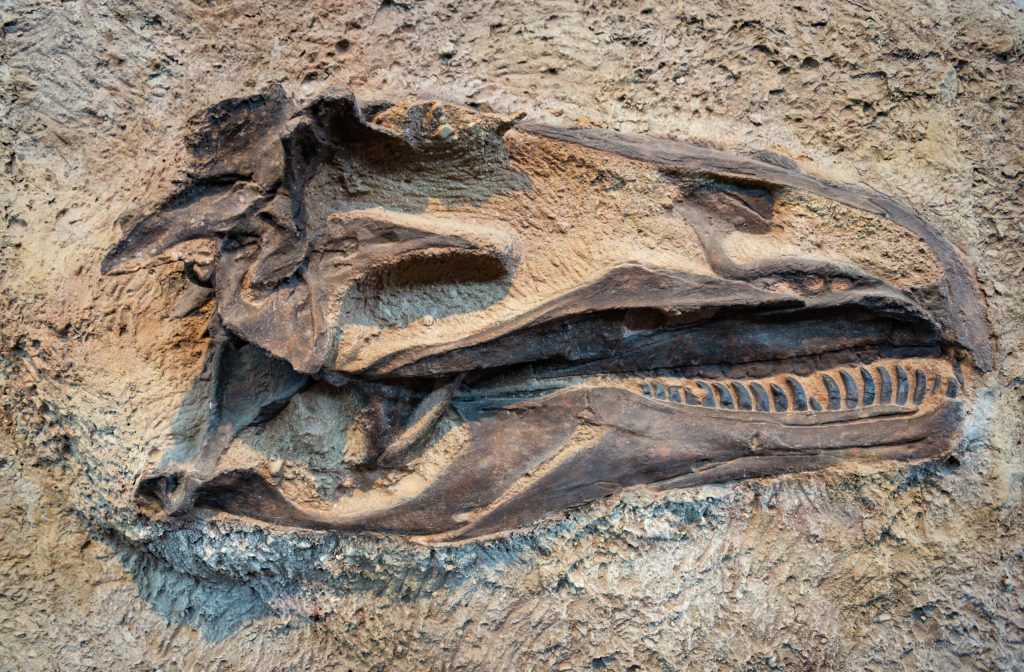 Molecule organice, descoperite în fosilele de dinozaur: Știre bombă
