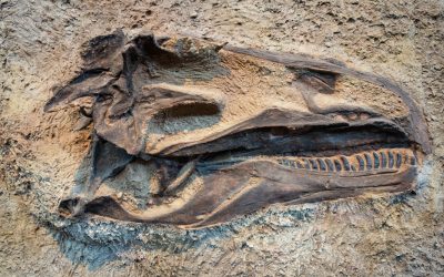 Molecule organice, descoperite în fosilele de dinozaur: Știre bombă