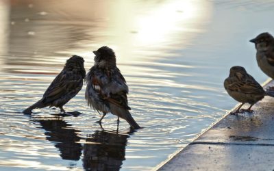 Alertă meteo: Unde lovește furtuna în următoarele 3 zile