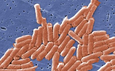 Salmonella, inamicul din farfurie: rezistența la antibiotice crește alarmant