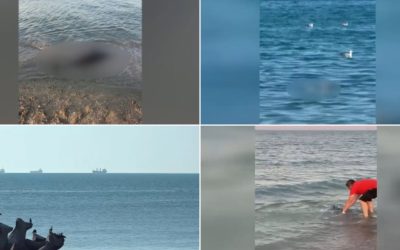 Delfini morți pe litoralul românesc: 80 victime, cauzele rămân mister