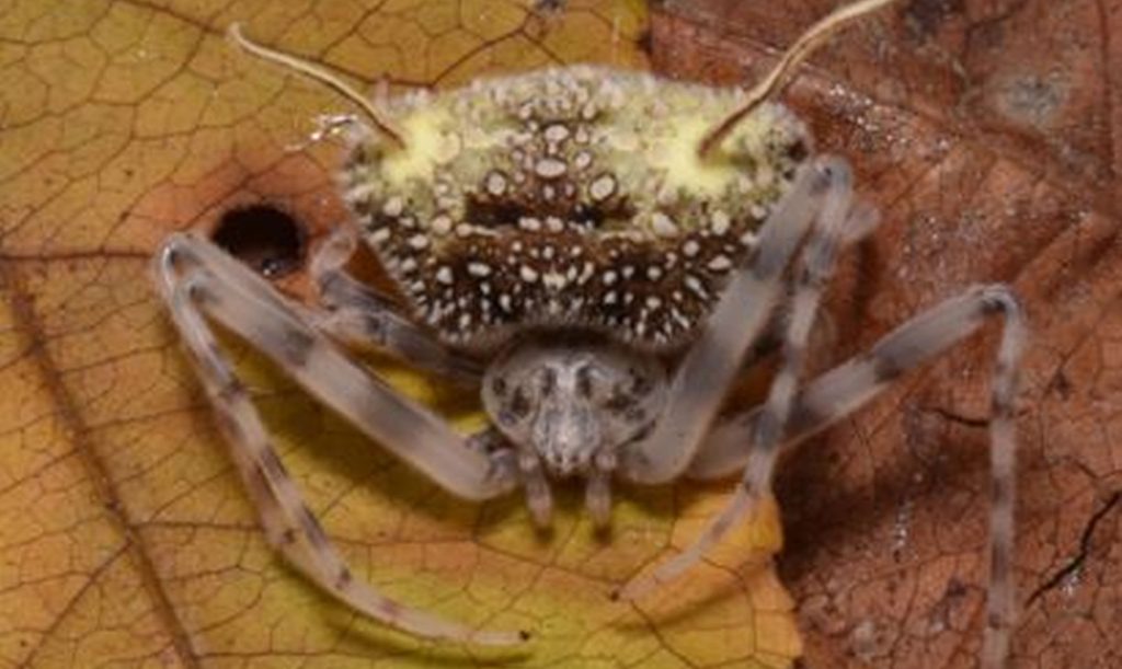 Păianjen-ciupercă, descoperire bizară a oamenilor de știință