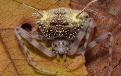 Păianjen-ciupercă, descoperire bizară a oamenilor de știință