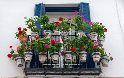 Plante tăcute la arșiță: alegerea ideală pentru balconul din România