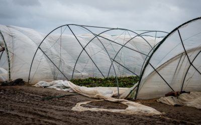 Buzău: Grindina distruge solarii în Glodeanu Sărat, pagube mari