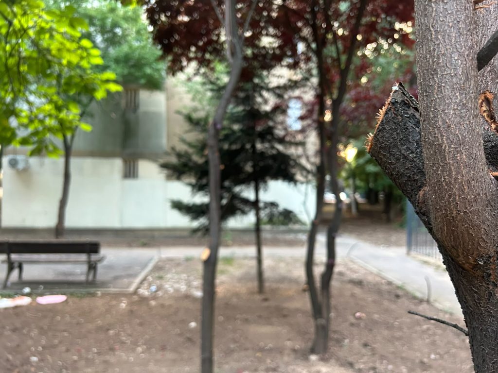 Pajura, dezastru ecologic. Cine bagă mâna în buzunar pentru spațiile verzi din Sector 1