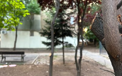 Pajura, dezastru ecologic. Cine bagă mâna în buzunar pentru spațiile verzi din Sector 1
