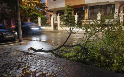 București sub asalt: 101 copaci doborâți de vijelie