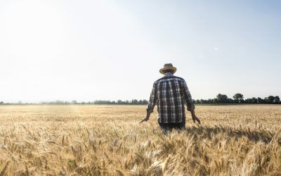 Vestul României: Cerealele, pârjolite! Ce cultivă fermierii azi