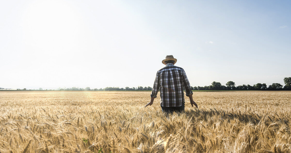 Vestul României: Cerealele, pârjolite! Ce cultivă fermierii azi