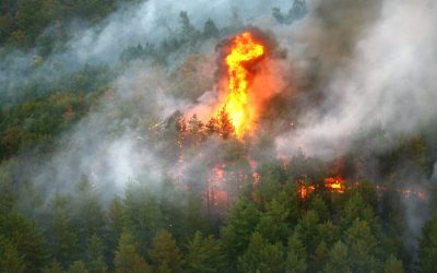 Fontainebleau arde lângă Paris. Gerul intervine