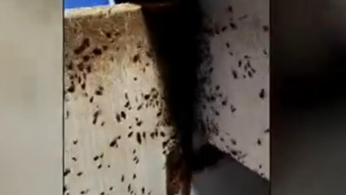 Ploșnițe în blocuri: București sub asediu, apartamente vândute