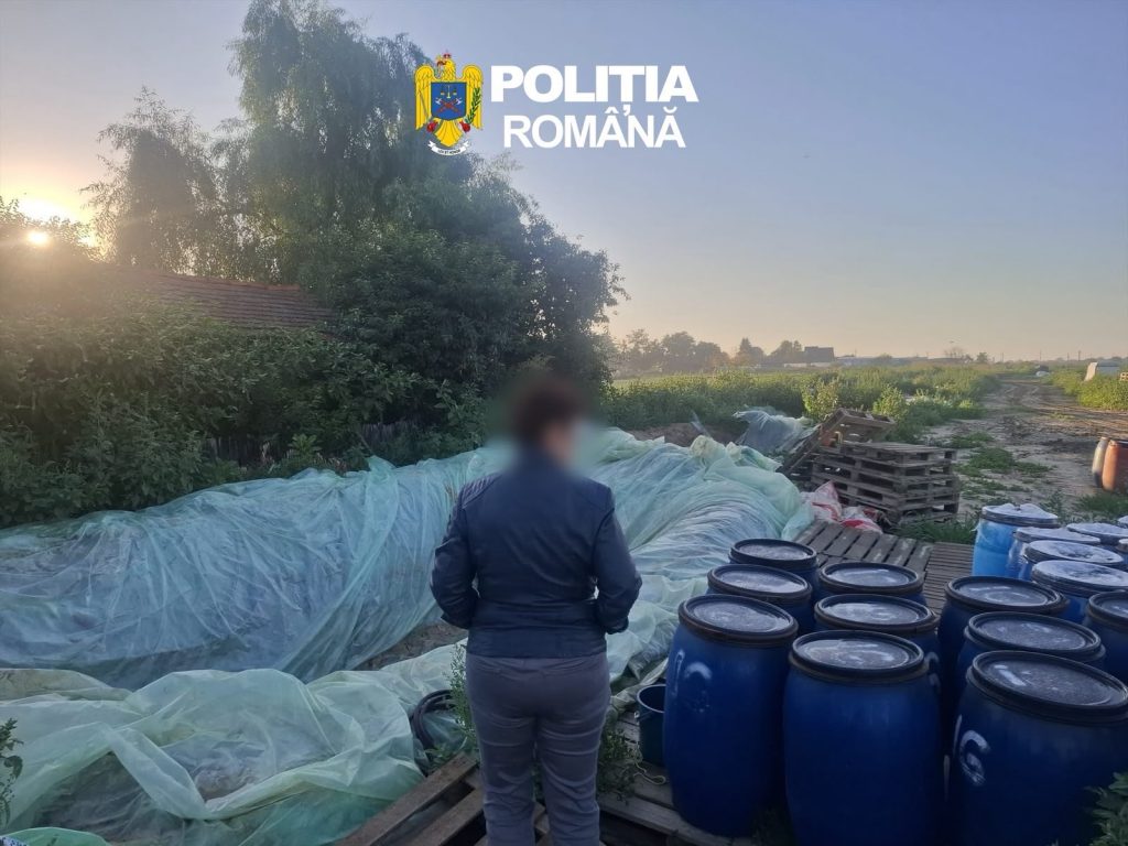 Dâmbovița: 8 tone de varză murată, distruse din cauza depozitării necorespunzătoare