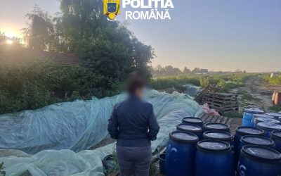 Dâmbovița: 8 tone de varză murată, distruse din cauza depozitării necorespunzătoare
