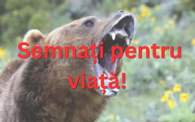 Urși în exces: România cere ajutor
