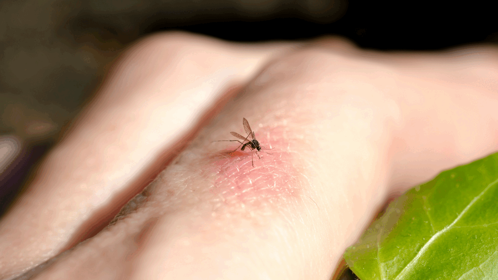 Curte fără viespi și țânțari: Soluții naturale de la specialiști