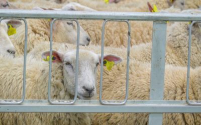 Transport ilegal cu 50 de oi, oprit în Vaslui. Animalele au fost plasate sub sechestru, iar șoferul a fost amendat cu 20.000 de lei