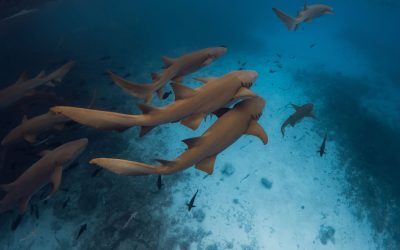 Iulie fierbinte: Oceanele, la cote maxime istorice