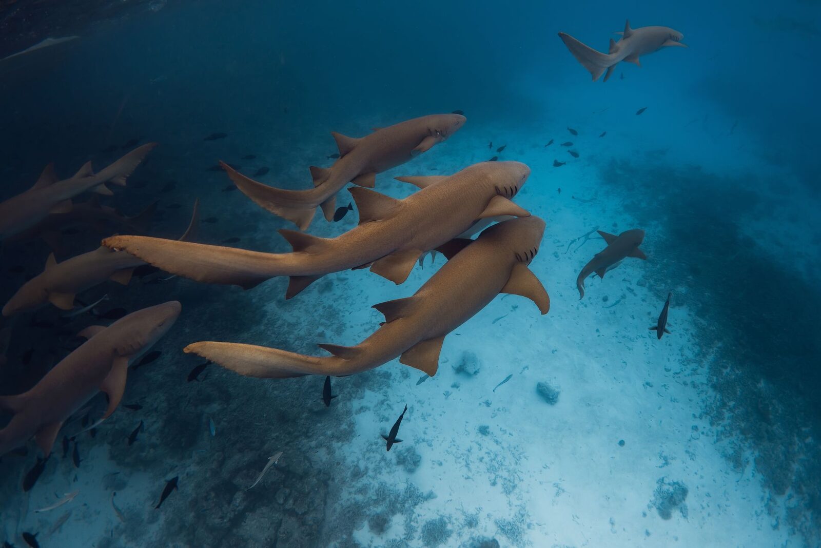 Iulie fierbinte: Oceanele, la cote maxime istorice