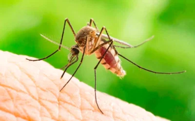 West Nile în Grecia: Risc pentru turiști și recomandări vitale