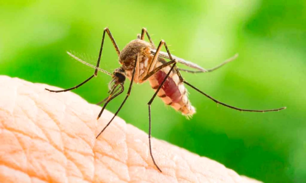 West Nile în Grecia: Risc pentru turiști și recomandări vitale