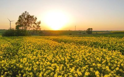 Pesticide din import: UE strânge lațul, fermele zootehnice scapă ieftin