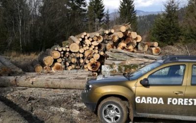 Buzoianu: Dezvăluire ULUITOARE! Tăieri ilegale masive, descoperite de Garda Forestieră