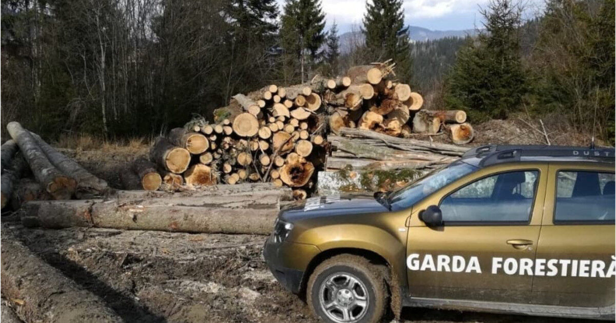 Buzoianu: Dezvăluire ULUITOARE! Tăieri ilegale masive, descoperite de Garda Forestieră