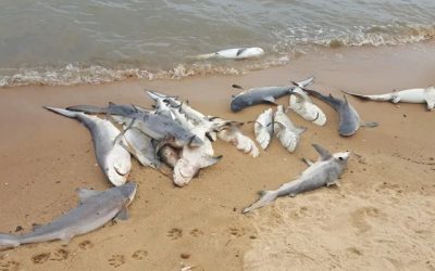 Șoc pe plaja din New Jersey: 29 de rechini morți, găsiți de o turistă