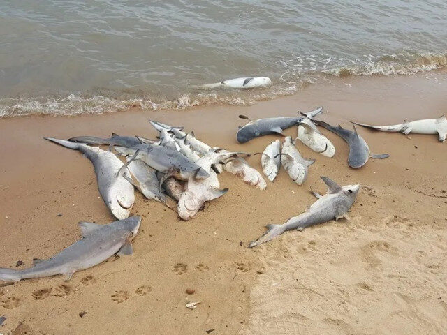 Șoc pe plaja din New Jersey: 29 de rechini morți, găsiți de o turistă
