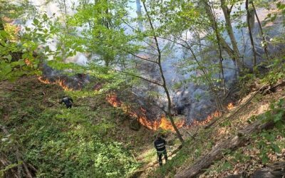 Bihor: Pompierii sting focare, salvează broasca ţestoasă