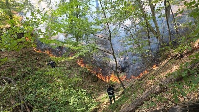 Bihor: Pompierii sting focare, salvează broasca ţestoasă