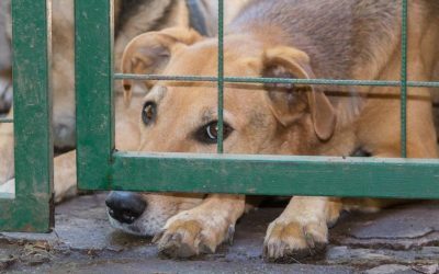 Președinția României, summit inedit pe bunăstarea animalelor