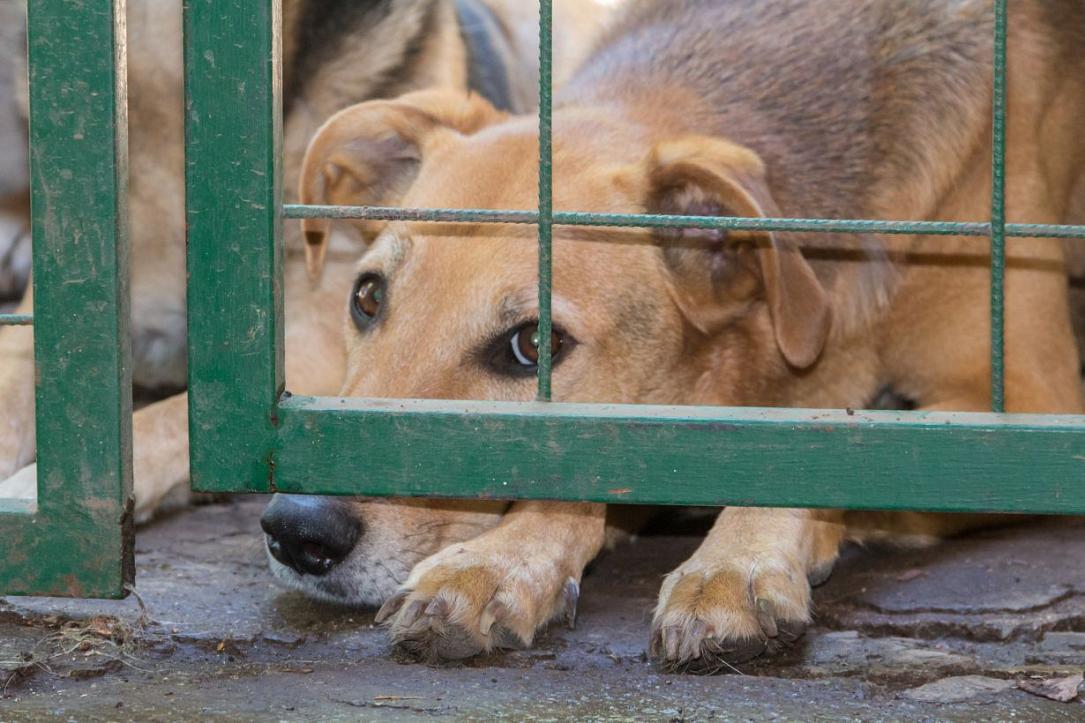 Președinția României, summit inedit pe bunăstarea animalelor