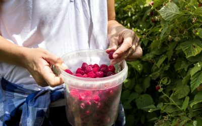 Salarii 8.000 lei/lună lângă România, dar românii fug de zmeură