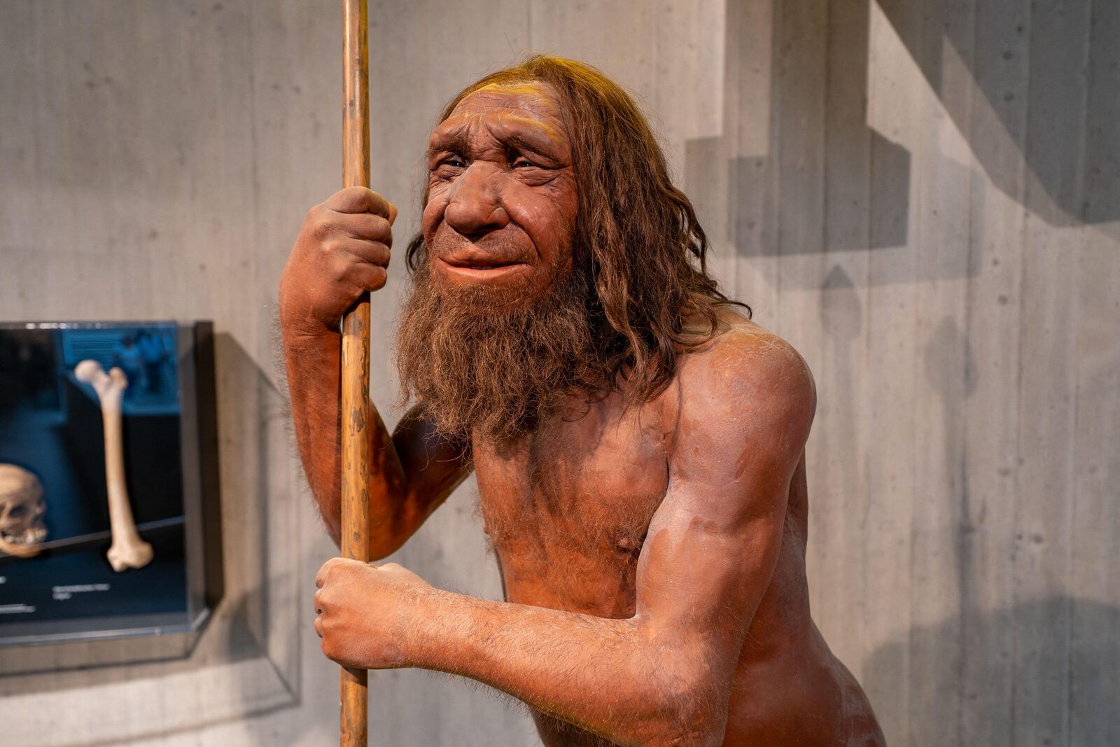 Neanderthalii ne-au dat gena puiului de leu. Nu toți o au