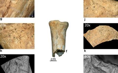 Neandertalienii, unelte din os: Premieră în România