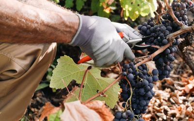 Fumul incendiilor amenință vinul francez: viticultorii vorbesc