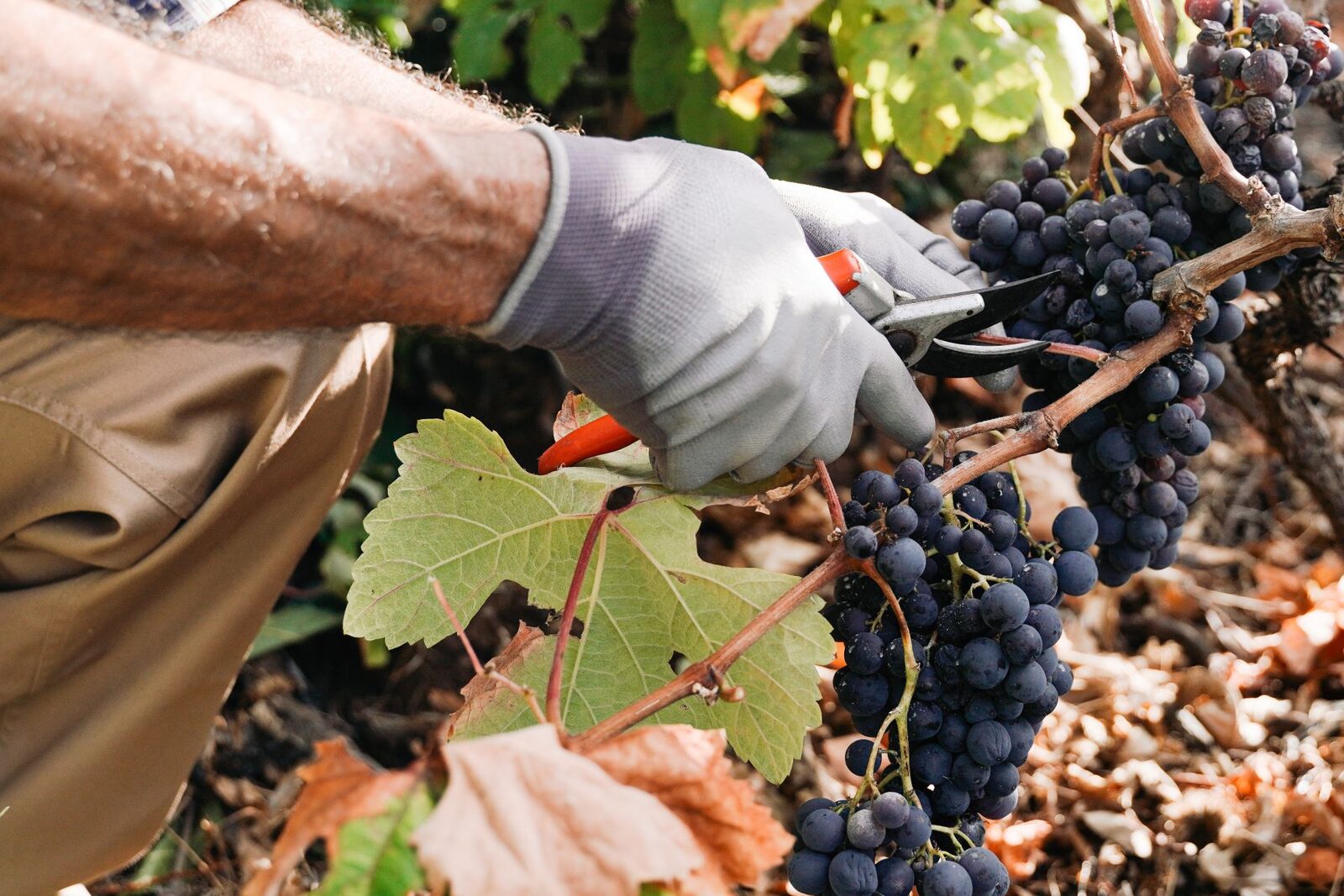 Fumul incendiilor amenință vinul francez: viticultorii vorbesc