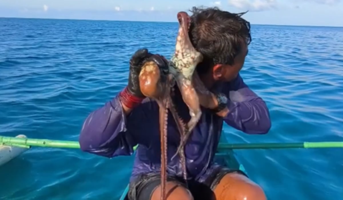 Alertă în Filipine: Caracatiță se agață de fața unui pescar