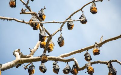 De ce natura ne cere ajutorul: Ecosistemele, pe farfurie