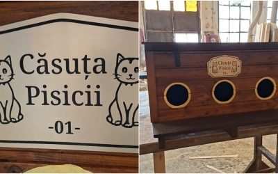 Arad: Căsuțe gratuite pentru pisicile străzii