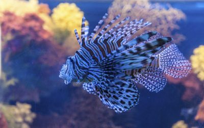 Marea Mediterană: Specii invazive sufocă apele încălzite