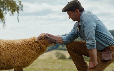 Misterul oilor de la cinema: Replică acasă succes garantat