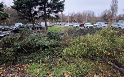 Brașov: 5.000 de copaci tăiați ilegal, o crimă ecologică gravă