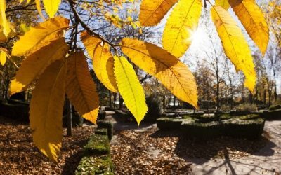 Căldură și secetă până la jumătatea lunii septembrie în România