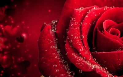 Trandafiri din buchet: Trucul uimitor ce-ți transformă florile