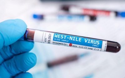 Alertă în Grecia: S-a înmulțit febra West Nile